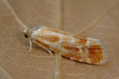 <i>Rhyacionia buoliana</i>