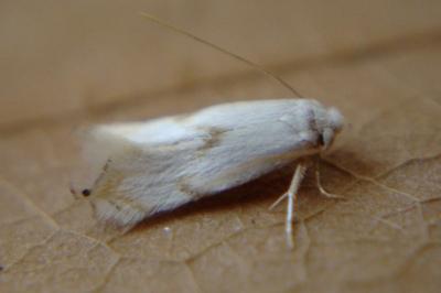 <i>Pseudopostega crepusculella</i>