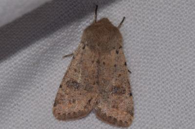 <i>Orthosia cruda</i>