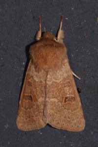 <i>Orthosia miniosa</i>