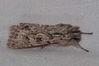 <i>Xylocampa areola</i>