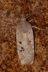 <i>Conistra rubiginosa</i>