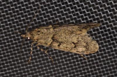 <i>Diurnea fagella</i>