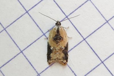 <i>Acleris variegana</i>