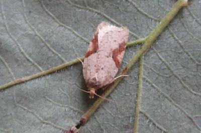 <i>Acleris ferrugana/notana</i>
