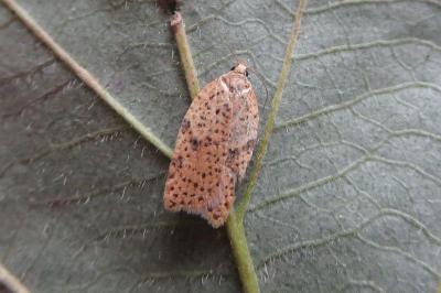 <i>Acleris ferrugana/notana</i>