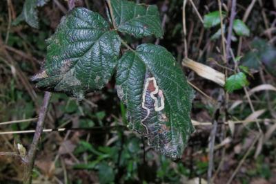 <i>Stigmella</i>