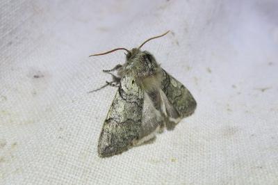 <i>Achlya flavicornis</i>