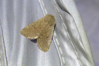 <i>Orthosia cruda</i>