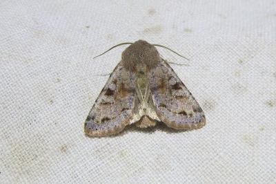 <i>Orthosia incerta</i>
