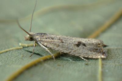<i>Bactra</i>