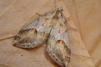 <i>Chesias rufata</i>