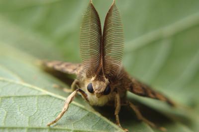 <i>Lymantria dispar</i>