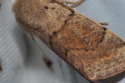 <i>Orthosia miniosa</i>
