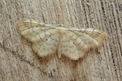 <i>Idaea fuscovenosa</i>