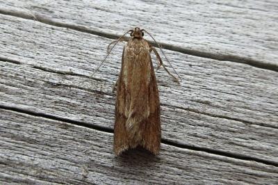 <i>Diurnea lipsiella</i>