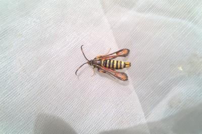 <i>Bembecia ichneumoniformis</i>