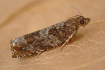 <i>Ancylis achatana</i>