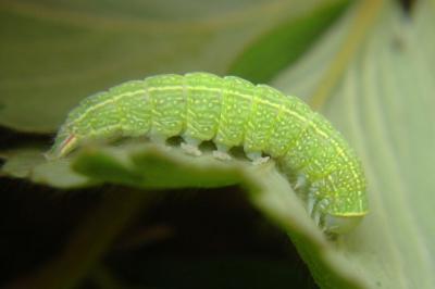 <i>Pseudoips prasinanus</i>