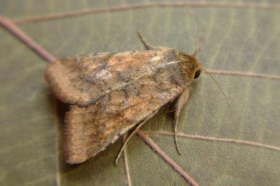 <i>Helicoverpa armigera</i>