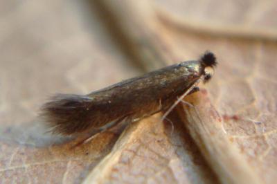 <i>Bucculatrix nigricomella</i>
