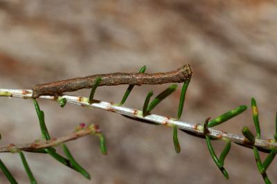 <i>Peribatodes rhomboidaria</i>