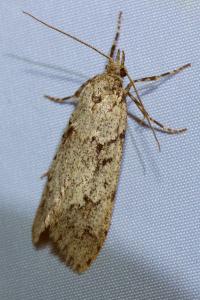 <i>Diurnea fagella</i>