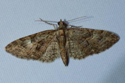 <i>Eupithecia abbreviata</i>
