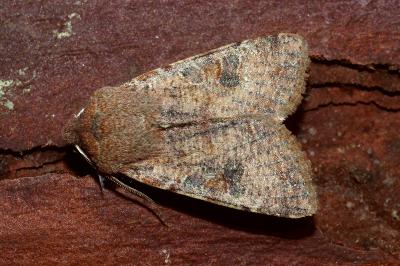 <i>Orthosia incerta</i>