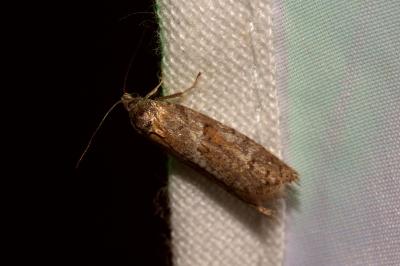 <i>Tortricodes alternella</i>