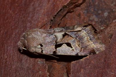 <i>Orthosia gothica</i>