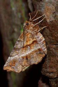 <i>Selenia dentaria</i>