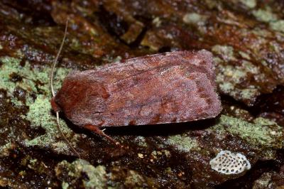 <i>Cerastis rubricosa</i>
