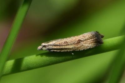 <i>Bactra</i>