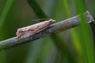 <i>Bactra</i>