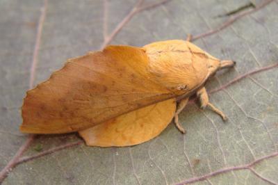 <i>Gastropacha populifolia</i>