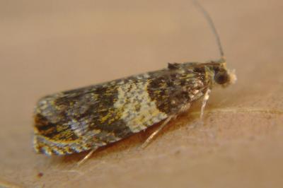 <i>Celypha aurofasciana</i>