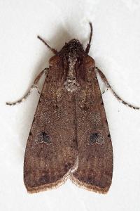 <i>Peridroma saucia</i>