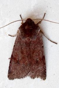 <i>Cerastis rubricosa</i>