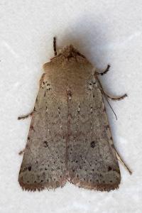 <i>Spudaea ruticilla</i>