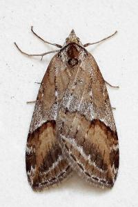 <i>Chesias rufata</i>
