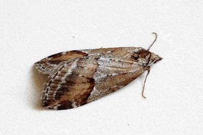 <i>Chesias rufata</i>