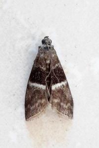 <i>Elegia similella</i>