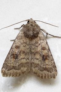 <i>Caradrina morpheus</i>