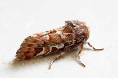 Panolis flammea