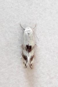 <i>Elachista maculicerusella</i>