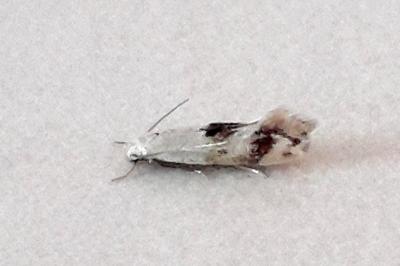 <i>Elachista maculicerusella</i>