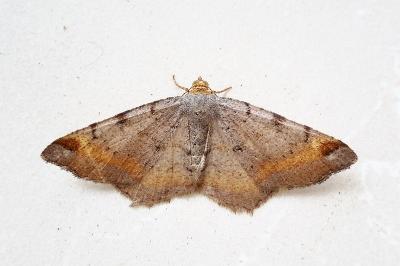 <i>Macaria liturata</i>