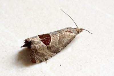 <i>Notocelia uddmanniana</i>