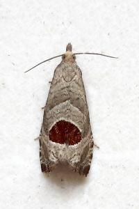 <i>Notocelia uddmanniana</i>